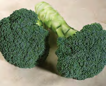 EMERALD CROWN Broccoli Seeds