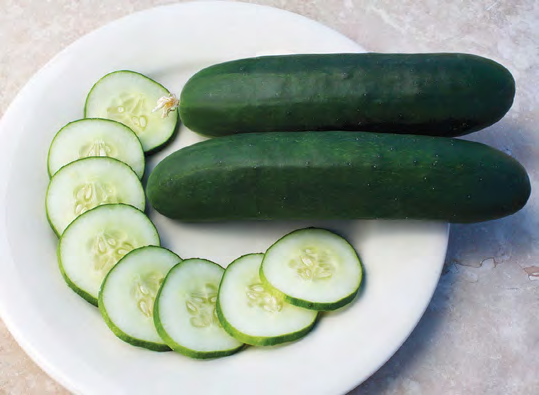SHIKOU Eggplant Seeds
