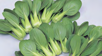 LI REN CHOI Pak Choi Seeds