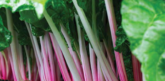 PEPPERMINT Swiss Chard Seeds